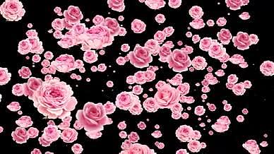 浪漫玫瑰透明通道素材AE模板视频的预览图